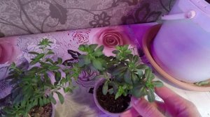 КАЛИБРАХОА.КАК ПРИЩИПЫВАТЬ КАЛИБРАХОА.2022.mp4