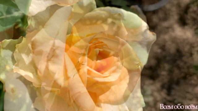 Роза купленная как Solo Creme, оказалась розой Creme De La Creme Тантау.