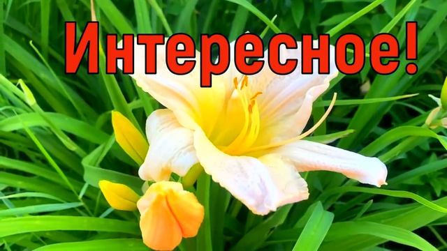 3 августа День Онуфрия. Что нельзя делать 3 августа. Народные традиции и приметы и суеверия смотреть онлайн