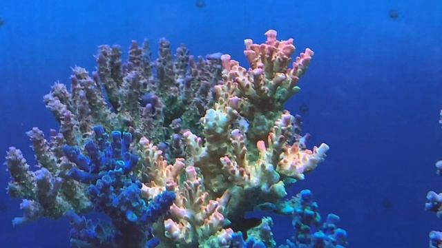 "Рифовый Аквариум" Разновидности Акропор. Часть 39 смотреть онлайн