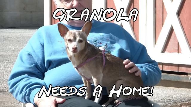 Cute Little Dog Named Granola Needs A Home - Berea Animal Rescue - Adopt Me! смотреть онлайн