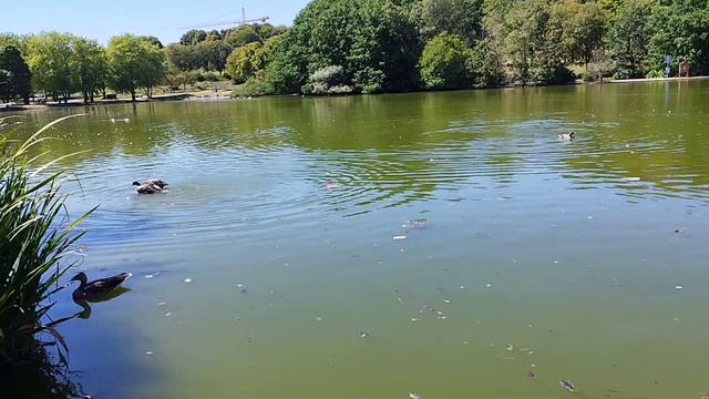Разные птицы в пруду Вест парка. Мюнхен, Германия/Various birds in the West Park pond. Munich смотреть онлайн