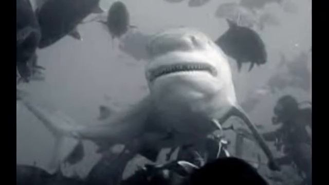 Самые опасные акулы в мире! смотреть онлайн