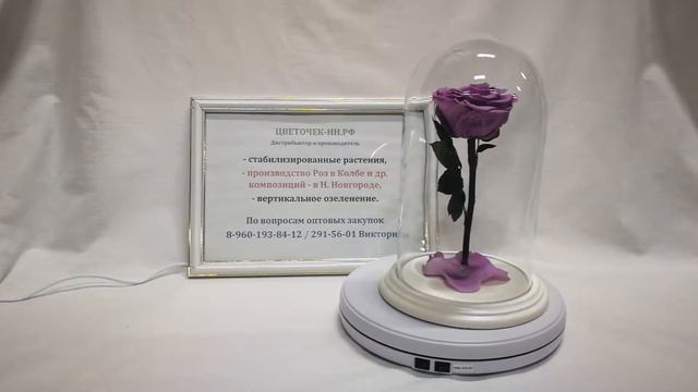 Сиреневая роза премиум в стеклянной колбе смотреть онлайн
