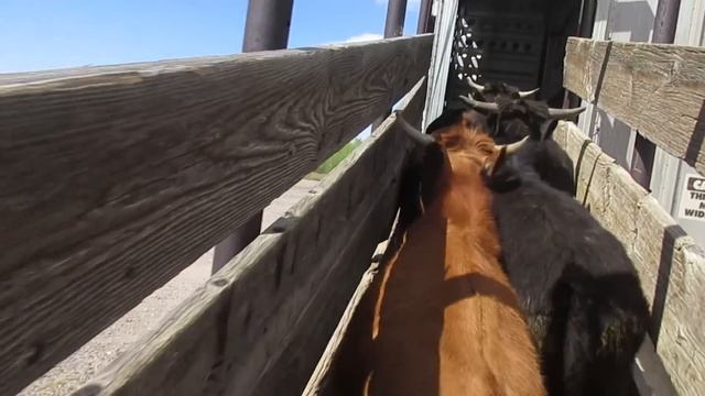 SHOOTING a RATTLESNAKE!! смотреть онлайн