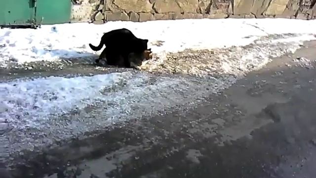 Спаривание котов смотреть онлайн