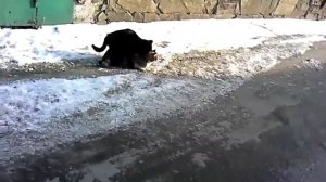Спаривание котов