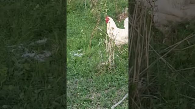 Пушкинский петух смотреть онлайн