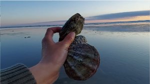 После шторма выбросило много свифта. Прогулка на море.