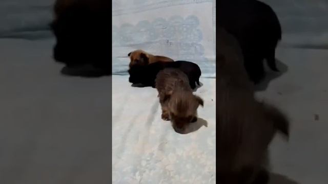 Пополнение в строю смотреть онлайн