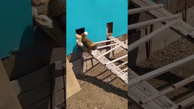 китайские шелковые куры, карликовые куры, породистые куры, инкубатор, инкубация, цыплята, куры,выгу смотреть онлайн