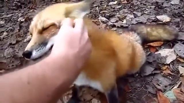 Люди которые заслужили доверие диких животных!!КЛАСС!! смотреть онлайн