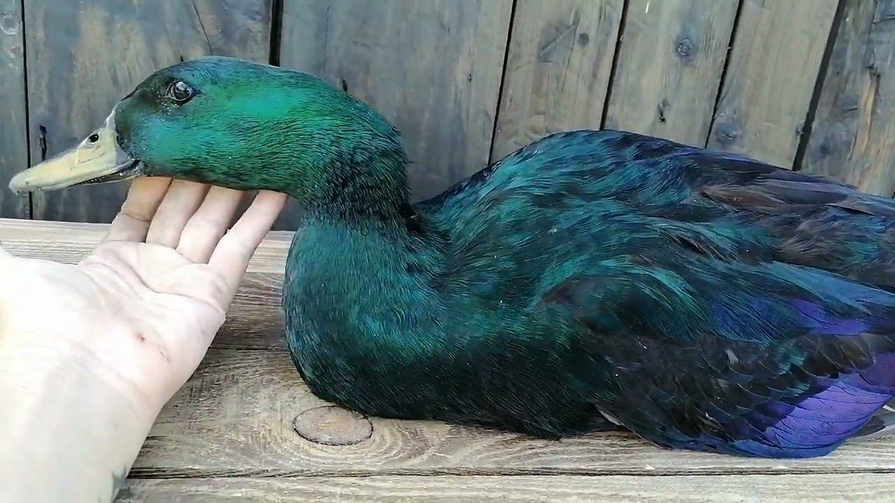 Красавец селезень Каюга смотреть онлайн