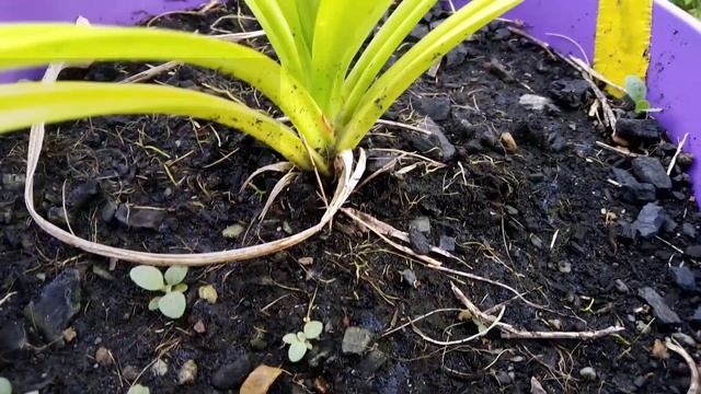 How To Grow Pandan (Pandanus Amaryllifolius)