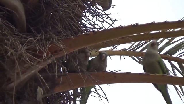 Влог Парк Гуэль . Parque Güell, Готика ,Барселона смотреть онлайн