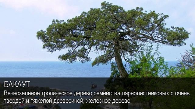 Бакаут. Толковый Видеословарь русского языка смотреть онлайн