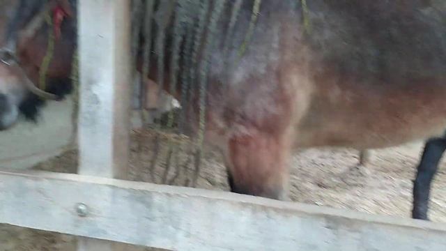 У коня встал на меня смотреть онлайн