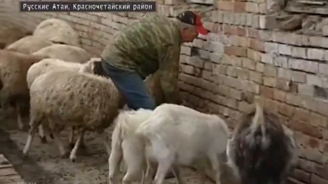 Супруги Чугуновы оставили столичную жизнь и успешно занимаются фермерством в Чувашии смотреть онлайн