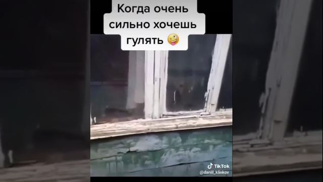 Ненадо собак долго дома держать смотреть онлайн