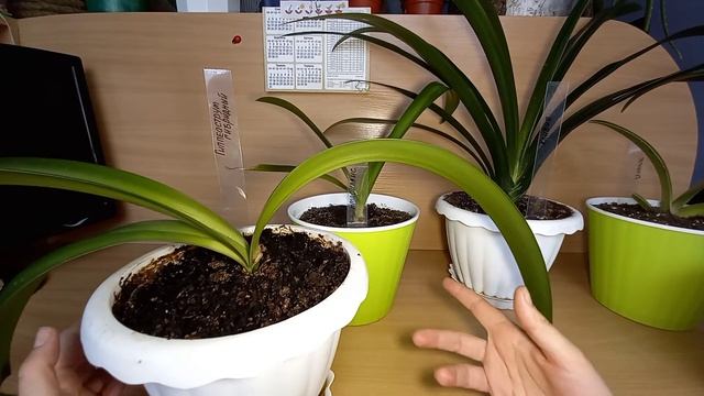 Амариллисовые. Сходство и различие-амариллис-гиппеаструм смотреть онлайн