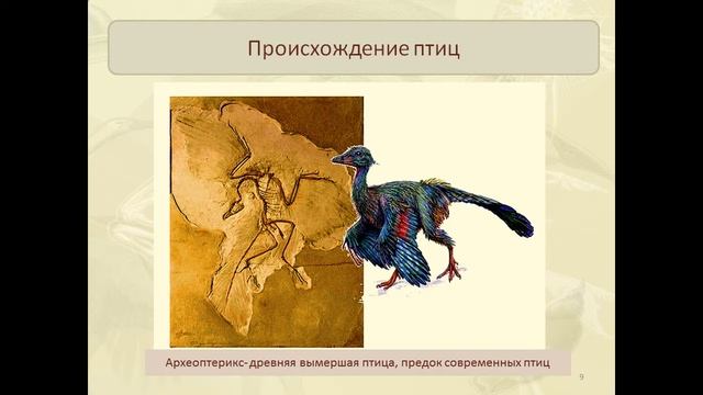 значение и охрана птиц презентация смотреть онлайн
