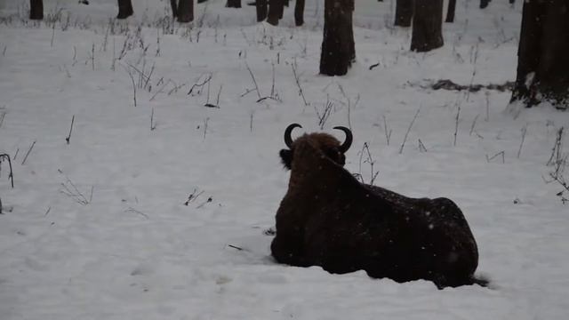 Зубры в заповеднике смотреть онлайн