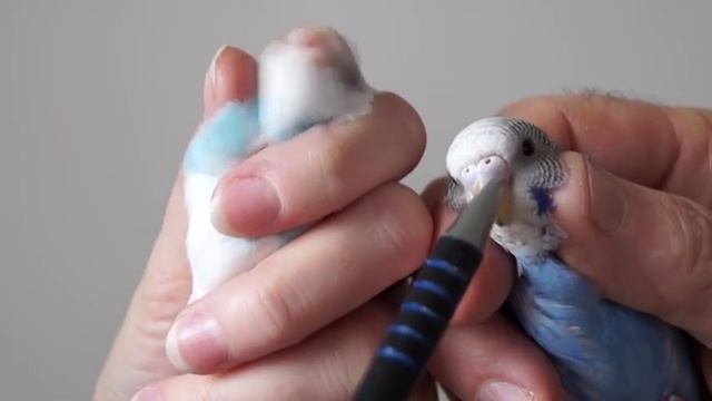 Как определить возраст волнистого попугая смотреть онлайн