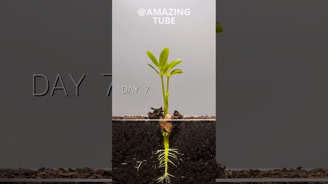Peanut Time Lapse смотреть онлайн