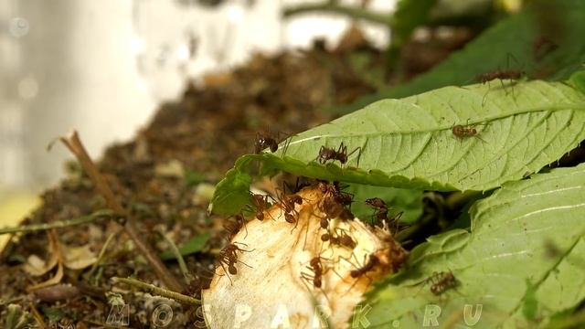 Муравьи-Листорезы Atta cephalotes в офисе Antplanet смотреть онлайн
