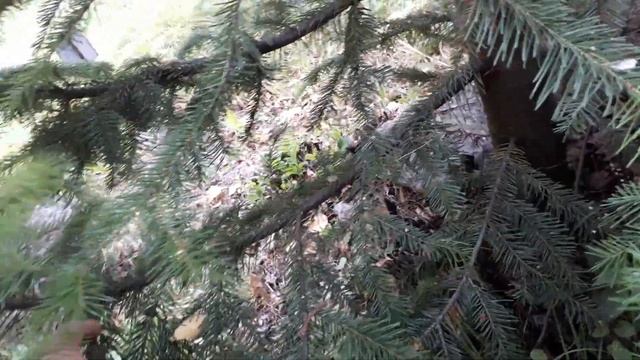 Пихта сибирская не большой обзор