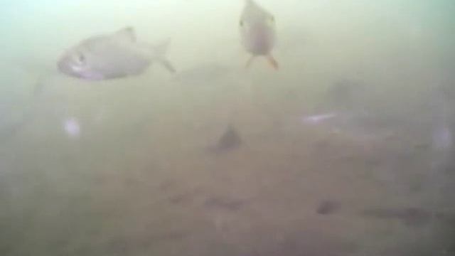 Поиск рыбы с Водоглазом смотреть онлайн