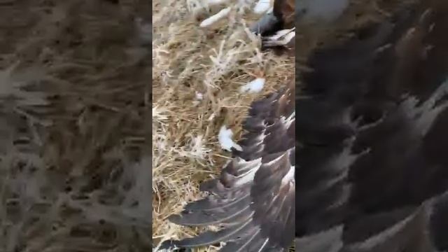 БЕРКУТ И ЛИСА смотреть онлайн