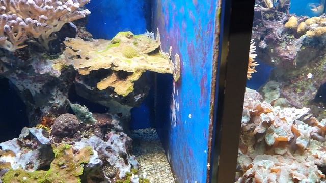 Aquazoo Löbbecke в Дюссельдорфе / Германия смотреть онлайн