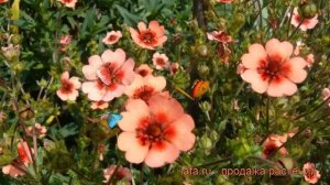 Лапчатка непальская Мисс Вильмот (miss willmott) ? обзор: как сажать, рассада лапчатки Мисс Вильмот