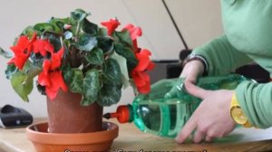 Как поливать цикламен — правила ухода во время цветения и в период покоя