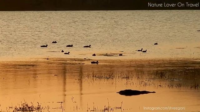 Amazing Nature | 05 | Sunrise Vibes With Ducks | Nikon W300 | Sunrise Video | Nature Travel Video смотреть онлайн
