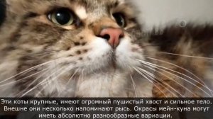 Порода кошек Мейн-Кун: как произошла, каких размеров достигает, характер Мейн Куна, интересные факт