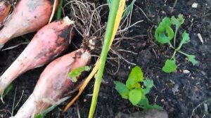 Лук шалот семейный банановый деликатес (сорт24)