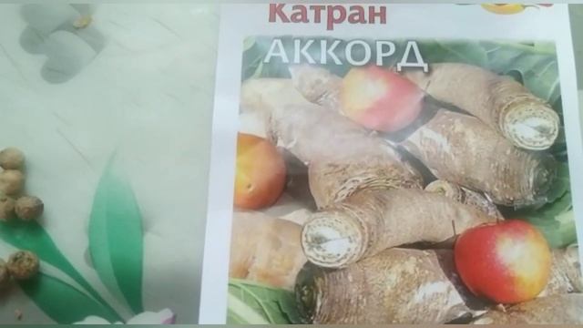 Удивительное растение - татарский хрен Катран ? смотреть онлайн