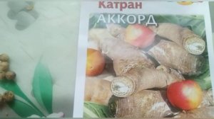 Удивительное растение - татарский хрен Катран ?