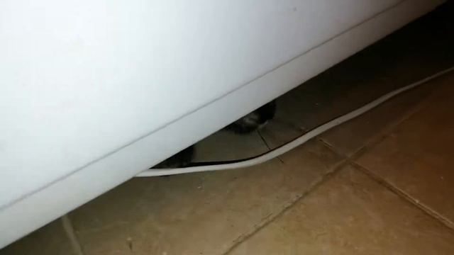 Котейка застряла под ванной смотреть онлайн