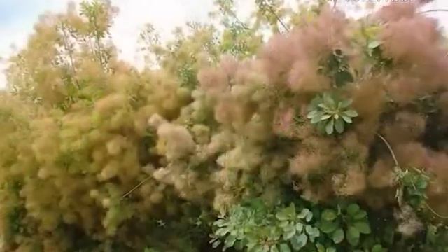 Удачные заметки. Экзотические деревья и кустарники смотреть онлайн