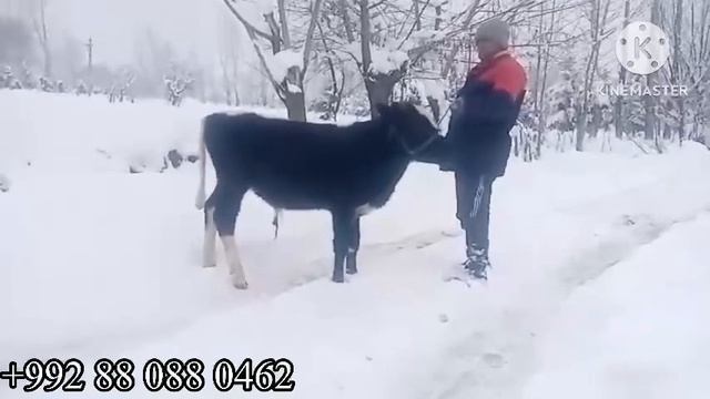 ГОВИ ФРУШИ 3 марта 2024 г. смотреть онлайн