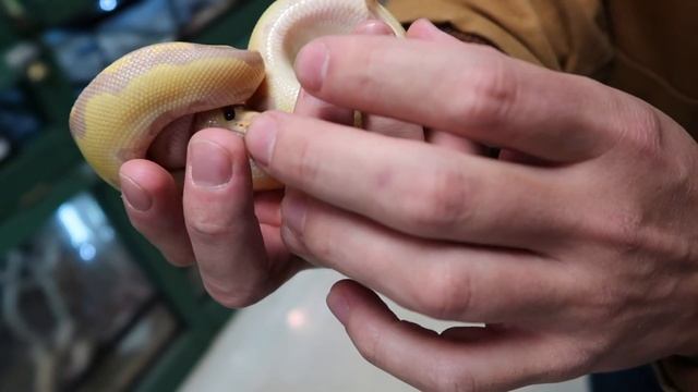 Holding my first Reticulated Python | Pet Shop Visit смотреть онлайн