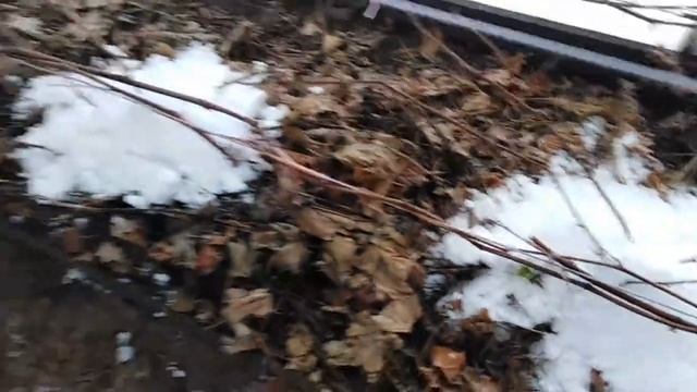 Теплица для винограда. Подготовка винограда к зиме. смотреть онлайн