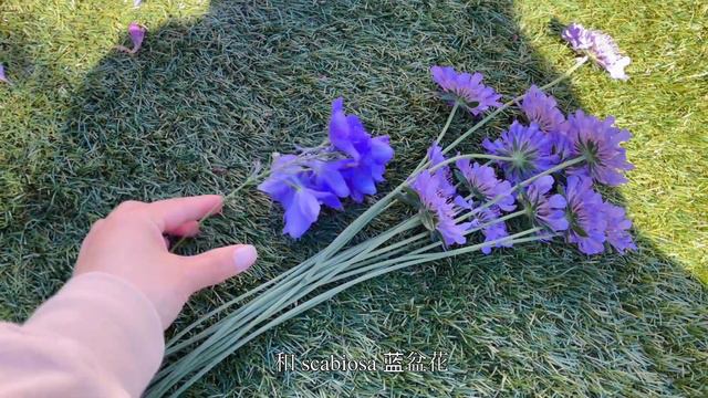 In my garden：Astilbe落新妇、Diamond Ball Clematis钻石球铁线莲、Lobelia六倍利、Celosia鸡冠花、Craspedia Globosa黄金球…来看看吧 смотреть онлайн