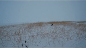 Охота на зайца с дратхааром. Какой давности след может учуять собачий нос?