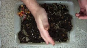 Разведение компостных червей в домашних условиях