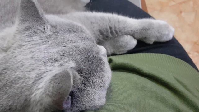 Британские коты спят на руках! смотреть онлайн