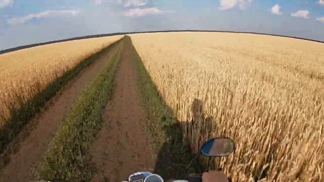 Зацвел подсолнух, дождались дождя! смотреть онлайн